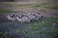 Gaggle of Egiptian geeselings alopochen aegyptiaca feeding on grass Royalty Free Stock Photo