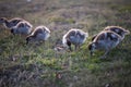 Gaggle of Egiptian geeselings alopochen aegyptiaca feeding on grass