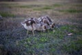 Gaggle of Egiptian geeselingsalopochen aegyptiaca feeding on grass