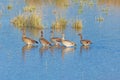 A Gaggle of Egyptian Goose Wandering the Chobe River