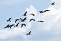 Gaggle of Geese against blue sky