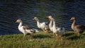 A Gaggle Of Geese On The Banks Of A Pond