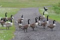 A gaggle of geese Royalty Free Stock Photo