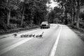 Gaggle of Geese crossing road black and white.