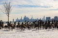 Chicago Skyline View with Geese from Montrose Harbor