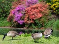 Gaggle of geese at Leonardslee Lakes and Gardens, Horsham, West Sussex in the south of England UK. Royalty Free Stock Photo