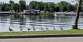 Gaggle of Geese in a Row Along a River Bank