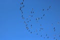 Gaggle of pink-footed geese in flight, blue sky Royalty Free Stock Photo