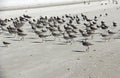 A gaggle of seabirds marching together along the beaches of Sanibel Sea Shells Royalty Free Stock Photo