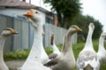 Gaggle in a village Royalty Free Stock Photo