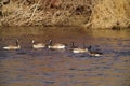 A gaggle of wild geese in the Yakima river.