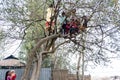 Gaibandha, Babgladesh-January 23th 2022-Some boys are climb on the plum tree for collection plum in the village. A female girl