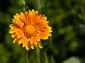 Gaillardia 2 Royalty Free Stock Photo