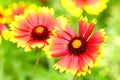 Gaillardia Royalty Free Stock Photo