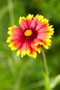 Gaillardia Royalty Free Stock Photo