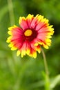 Gaillardia