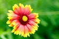 Gaillardia Royalty Free Stock Photo