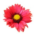 Gaillardia