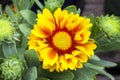 Gaillardia `African Sunset` Royalty Free Stock Photo