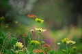 Gaillardia aristata or blancket flower, red yellow flower in full bloom, in a public park in india,   common blanket flower flower Royalty Free Stock Photo