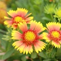 Gaillardia aristata Blanket Blossoms, Beautiful Yellow Flowers. Royalty Free Stock Photo