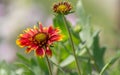 Gaillardia aristata, blanket flower, flowering plant in the sunflower family Royalty Free Stock Photo