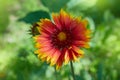 Gaillardia aristata, blanket flower, flowering plant in the sunflower family. Royalty Free Stock Photo