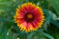 Gaillardia aristata, blanket flower, flowering plant in the sunflower family. Royalty Free Stock Photo