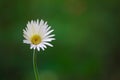 Gaillardia aristata or blanket flower, red yellow flower in full bloom, in a public park in india,   common blanket flower flower Royalty Free Stock Photo