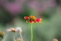 Common gaillardia aristata  or blanket flower flower in the garden in full bloom during springtime Royalty Free Stock Photo