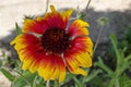 Gaillardia aristata or Blanket flower with red and yellow petals blooming in the garden, district Drujba Royalty Free Stock Photo