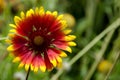 Gaillardia aristata  or Blanket flower with red and yellow petals blooming in the garden Royalty Free Stock Photo