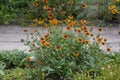 Gaillardia aristata flowering wild plant, red and yellow blanketflower in bloom, bunch of plants with flowers on flower bed Royalty Free Stock Photo