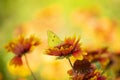 Gaillardia aristata flowering wild plants, red and yellow daisy flower and butterfly Krushinnitsa, or lemongrass Royalty Free Stock Photo