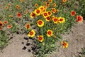 Gaillardia aristata in bloom with lots of flowers Royalty Free Stock Photo
