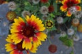 Gaillardia aristata Kobold also known as common blanket flower Royalty Free Stock Photo