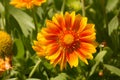 Gaillardia aristata mesa peach Royalty Free Stock Photo