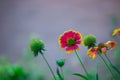 Gaillardia aristata red yellow flower in bloom, common blanket flower flowering plant, group of beautiful wild flowers,  flower ba Royalty Free Stock Photo