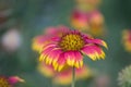 Gaillardia aristata red yellow flower in bloom, common blanket flower flowering plant, group of beautiful wild flowers,  flower ba Royalty Free Stock Photo