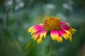 Gaillardia aristata red yellow flower in bloom, common blanket flower flowering plant, group of beautiful wild flowers,  flower ba Royalty Free Stock Photo