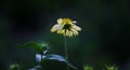 Common gaillardia or blanketflower Gaillardia aristata flower in the garden in full bloom. Royalty Free Stock Photo