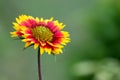 Gaillardia aristata red yellow flower in full bloom in a soft dark background Royalty Free Stock Photo