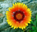 gaillardia aristata yellow red flower on macro Royalty Free Stock Photo