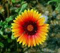 gaillardia aristata yellow red flower on macro Royalty Free Stock Photo