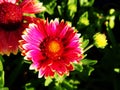Gaillardia aristata 'Sunset Snappy'- Common blanketflower Royalty Free Stock Photo