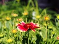 Gaillardia aristata 'Sunset Snappy'- Common blanketflower Royalty Free Stock Photo