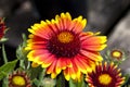 Gaillardia `Arizona Sun` Royalty Free Stock Photo