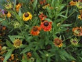 Gaillardia, blanket flower, with bright orange, red and yellow flowers after rain