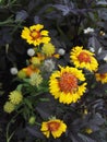 Gaillardia, blanket flower, with bright orange and yellow flowers Royalty Free Stock Photo