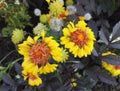 Gaillardia, blanket flower with bright yellow and orange flowers Royalty Free Stock Photo